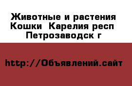 Животные и растения Кошки. Карелия респ.,Петрозаводск г.